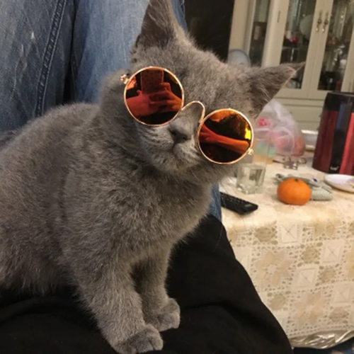 Vintage Round Pet Glasses | Stylish Photo Prop for Dogs & Cats - Image 3