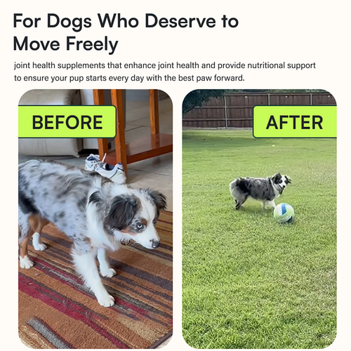 Advanced Hip and Joint Supplement for Dogs with Glucosamine, Omega 3 and MSM - Image 2
